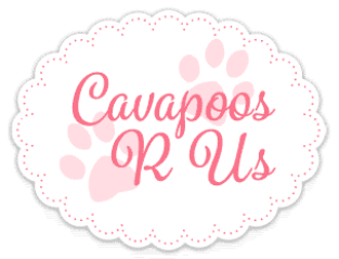 Cavapoos R Us