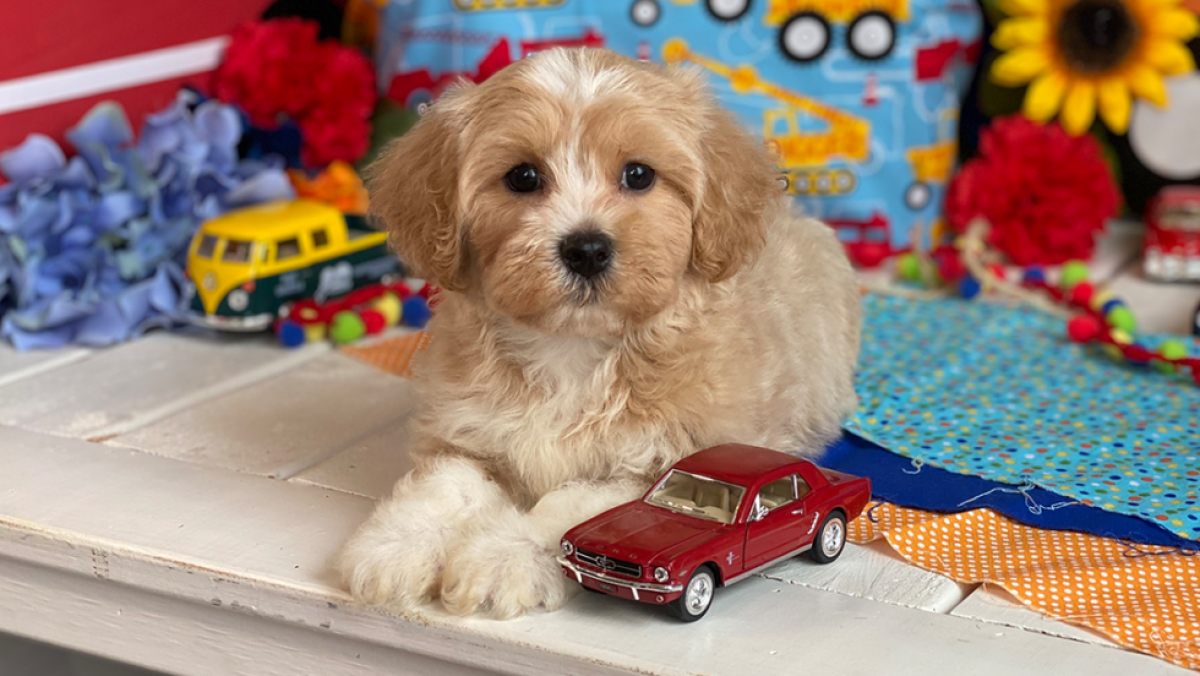 Why Choose Cavapoos R Us | Top Cavapoo Breeders USA