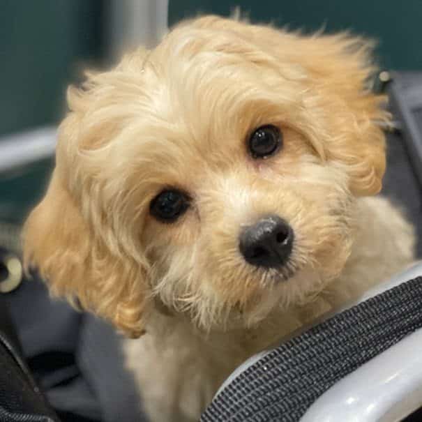 Cavapoos R Us Pickup Puppy