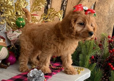 Ginger | Cavapoos R Us