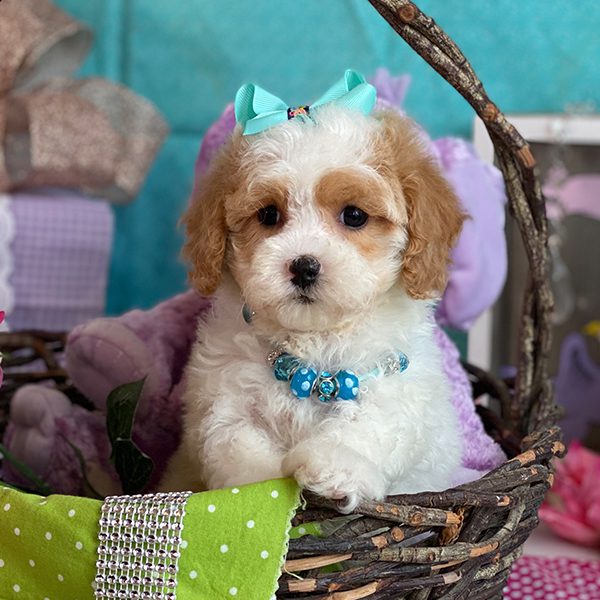 Pawsitively Exclusive Cavapoo Puppies For Sale | Cavapoos R Us