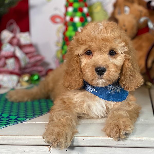 Pawsitively Exclusive Cavapoo Puppies | Cavapoos R Us