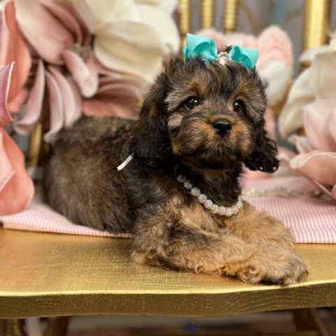 Pawsitively Exclusive Cavapoo Puppies | Cavapoos R Us