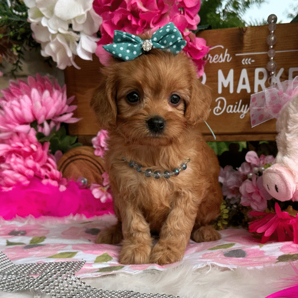 Pawsitively Exclusive Cavapoo Puppies | Cavapoos R Us